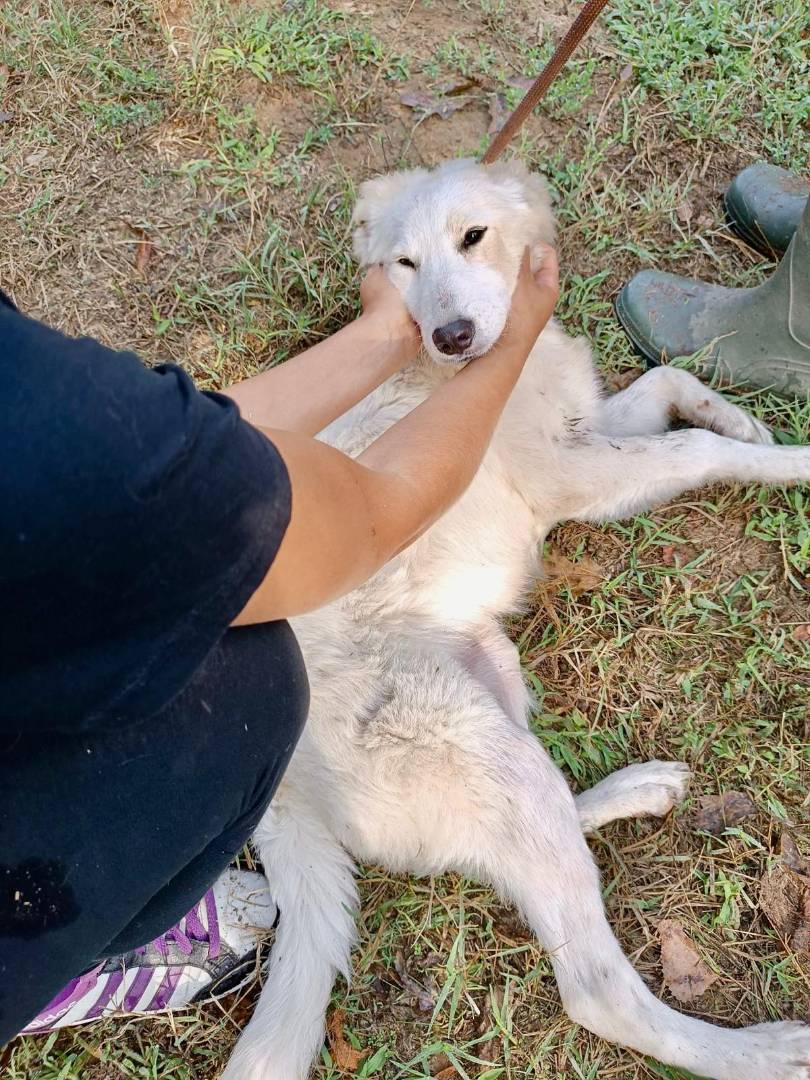 Adotta il cane SOFI a Pavia