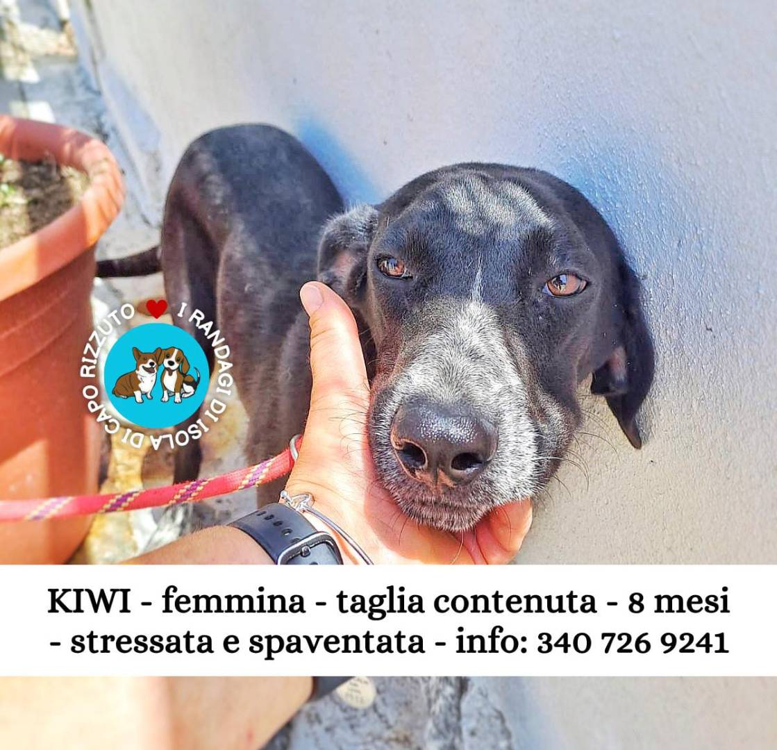 Adotta il cane KIWI a Crotone
