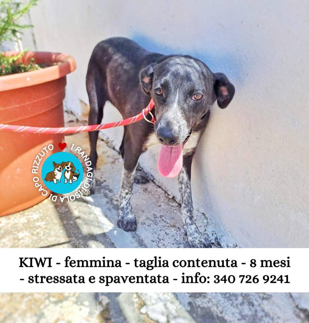 Adotta un cane, femmina, 2 anni e 10 mesi, Crotone