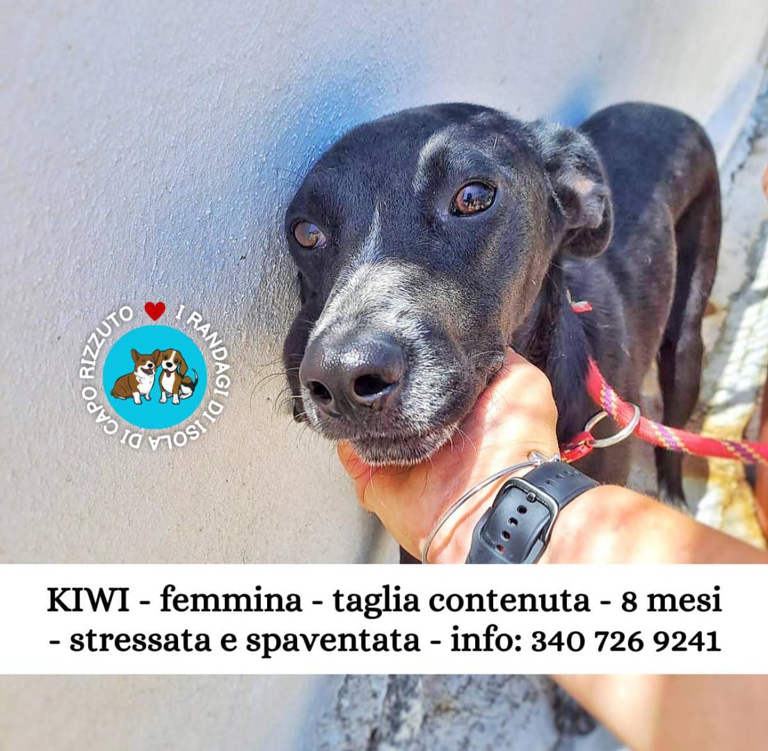 Adotta un cane, taglia media, femmina, Crotone