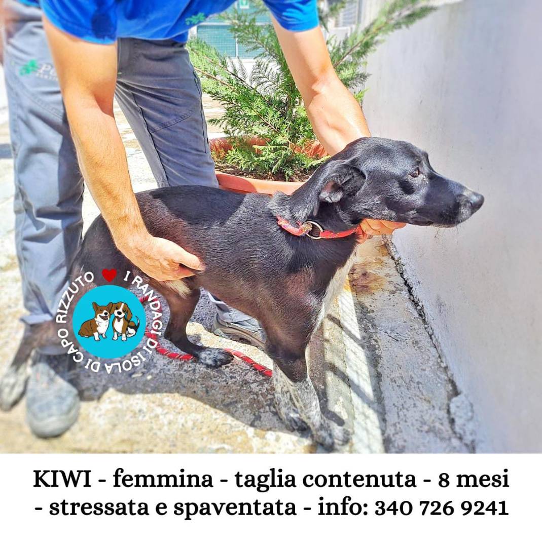 Vuoi adottare un cane a Crotone?