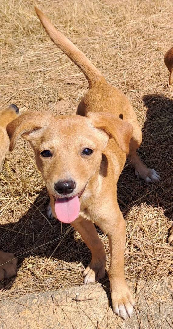 Adozione cane, femmina, meticcio, 2 anni e 5 mesi, taglia piccola, Crotone