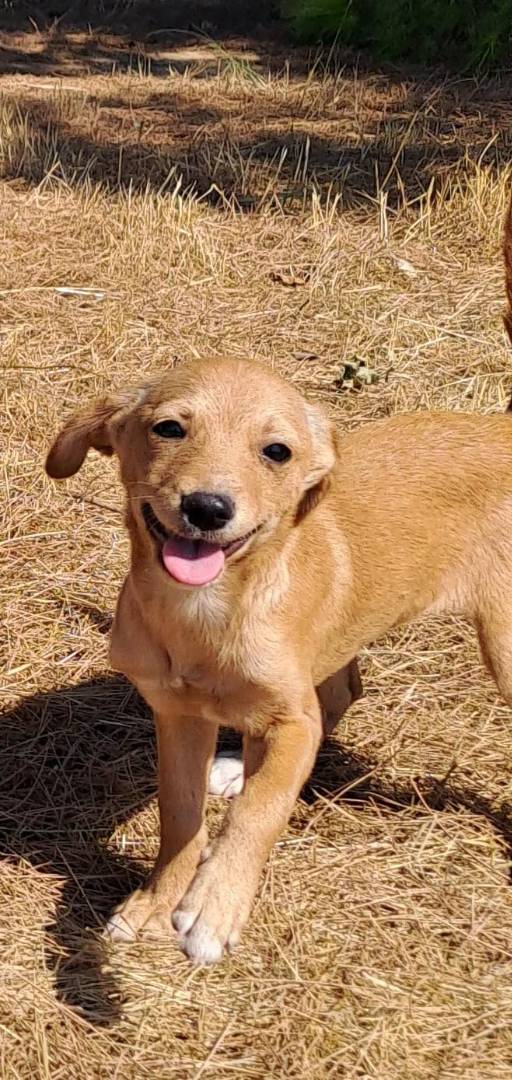 Adotta un cane, femmina, 2 anni e 5 mesi, Crotone