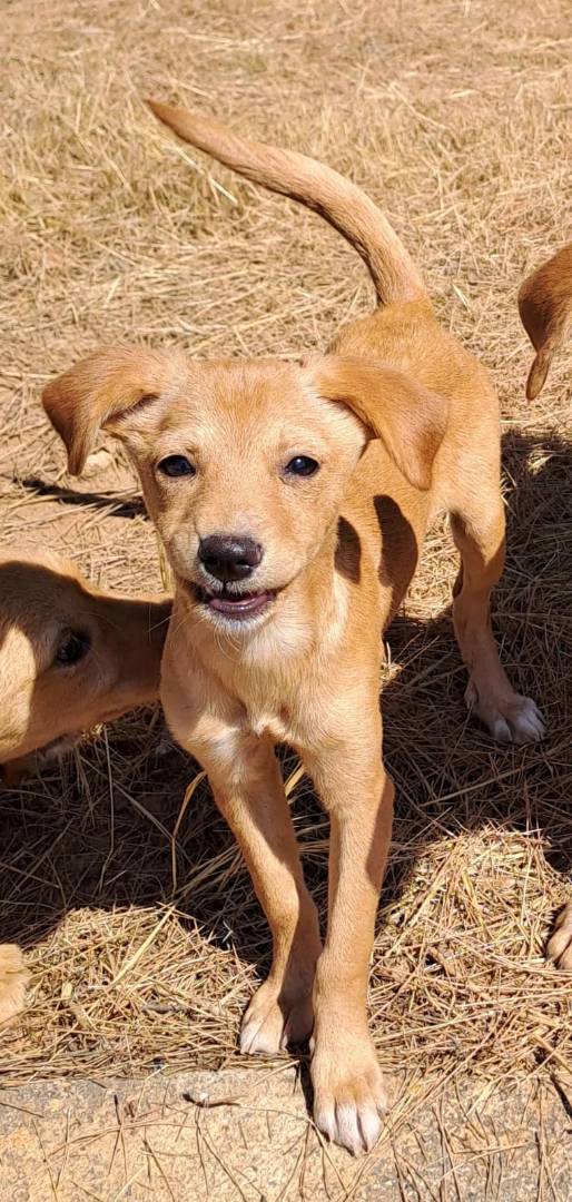 Adotta un cane, taglia piccola, femmina, Crotone