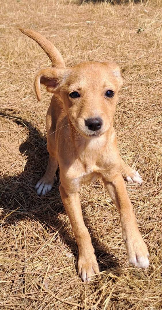 Vuoi adottare un cane a Crotone?