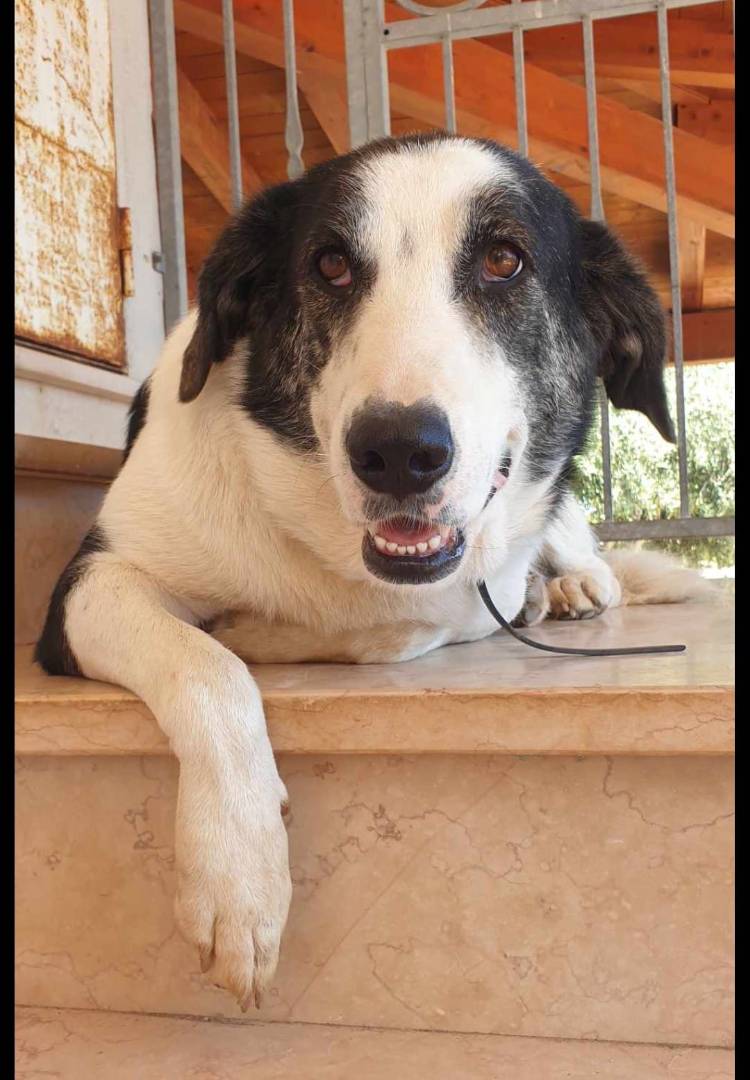 Adozione cane, femmina, meticcio, 3 anni e 10 mesi, taglia grande, Crotone