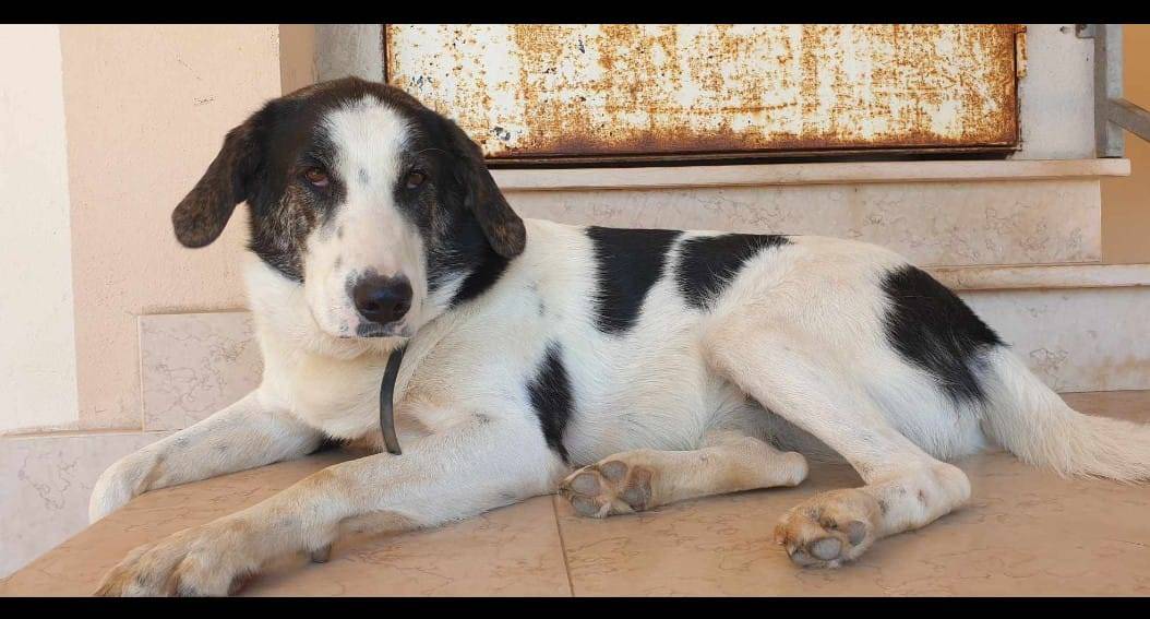 Adotta un cane, femmina, 3 anni e 10 mesi, Crotone