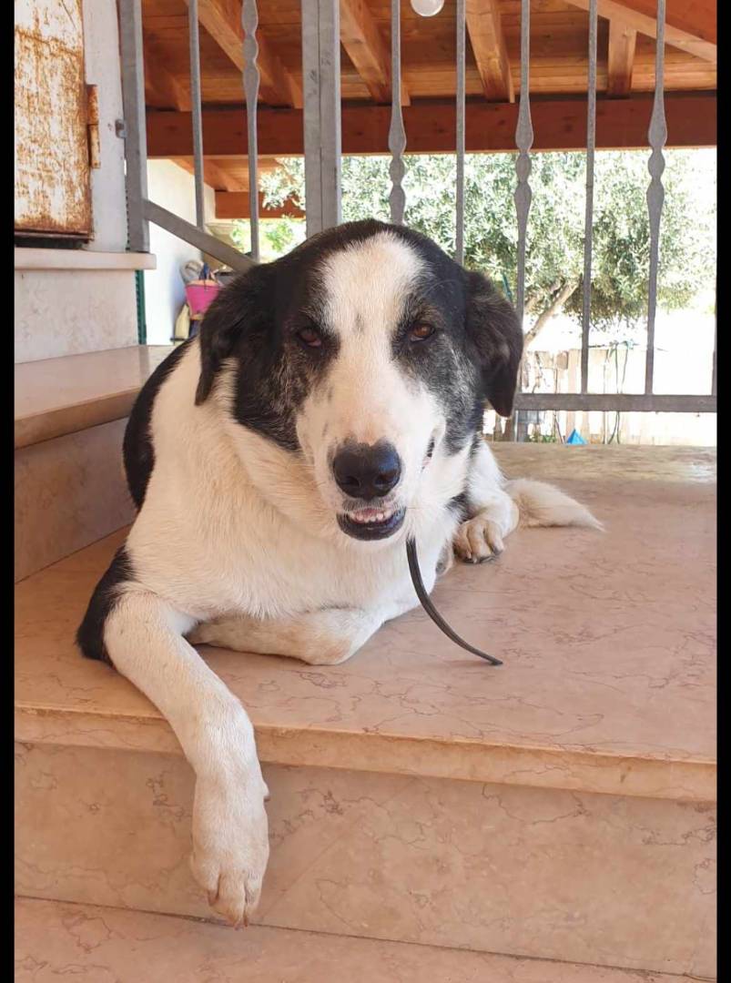 Adotta un cane, taglia grande, femmina, Crotone