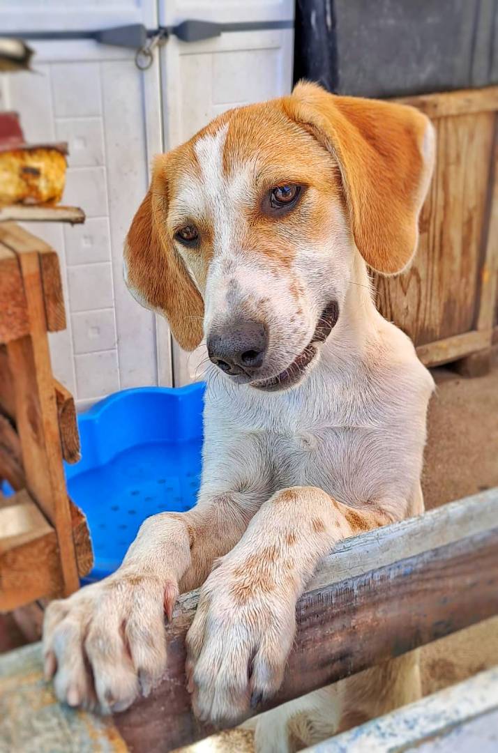 Adozione cane, femmina, meticcio, 2 anni e 6 mesi, taglia media, Crotone