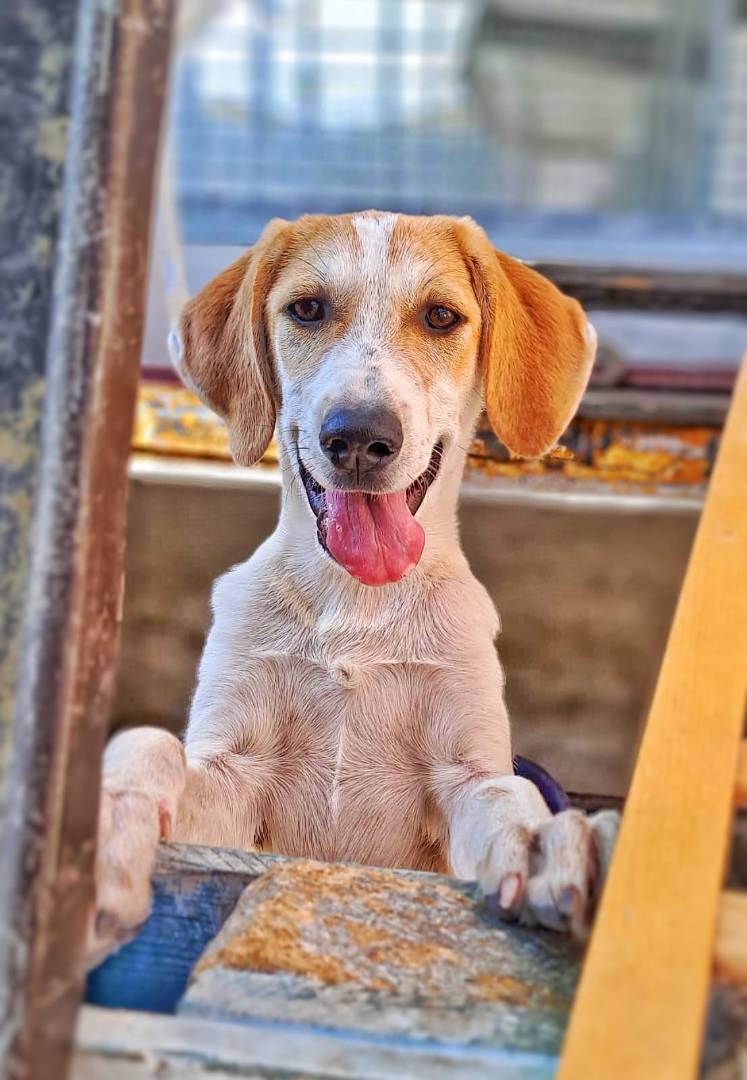 Adotta un cane, femmina, 2 anni e 6 mesi, Crotone