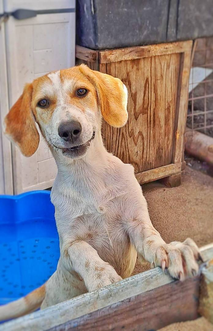 Adotta un cane, taglia media, femmina, Crotone