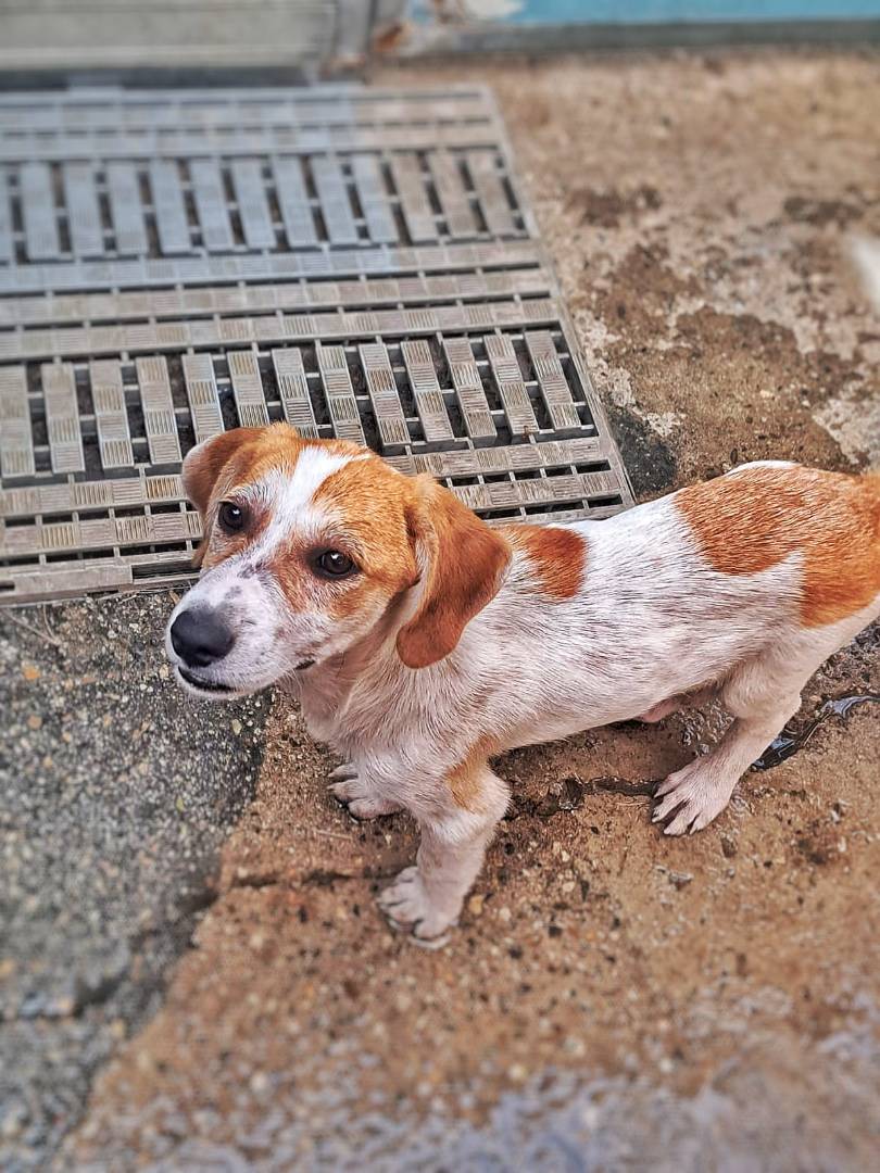 Vuoi adottare un cane a Crotone?