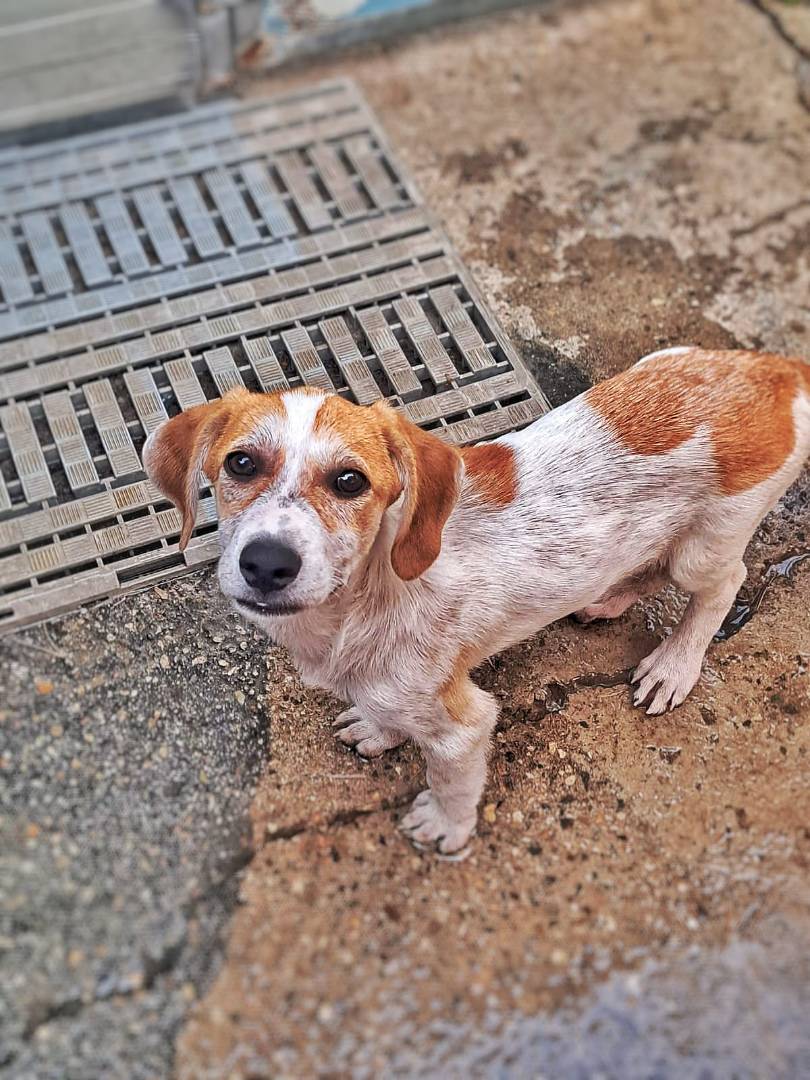 Adotta il cane CIAMBELLA  a Crotone