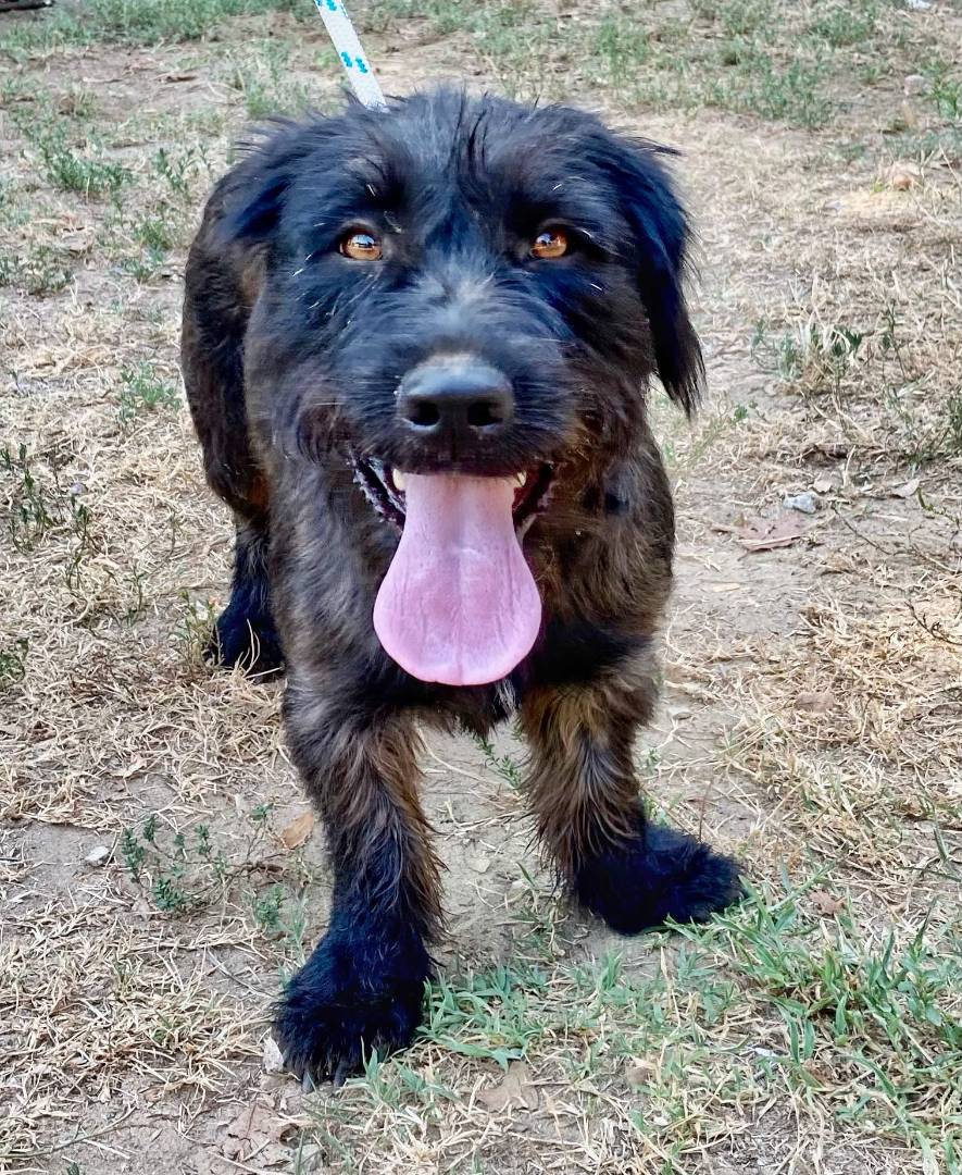 Adozione cane, femmina, meticcio, 3 anni e 6 mesi, taglia media contenuta, Pavia