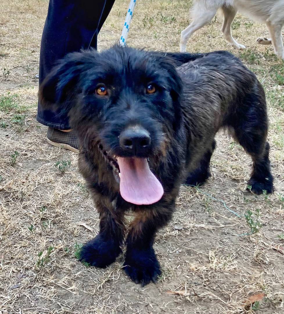 Adotta il cane LUCY  a Pavia