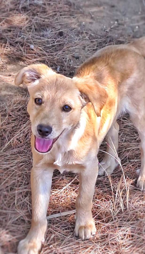 Adozione cane, maschio, meticcio, 2 anni e 5 mesi, taglia media contenuta, Crotone