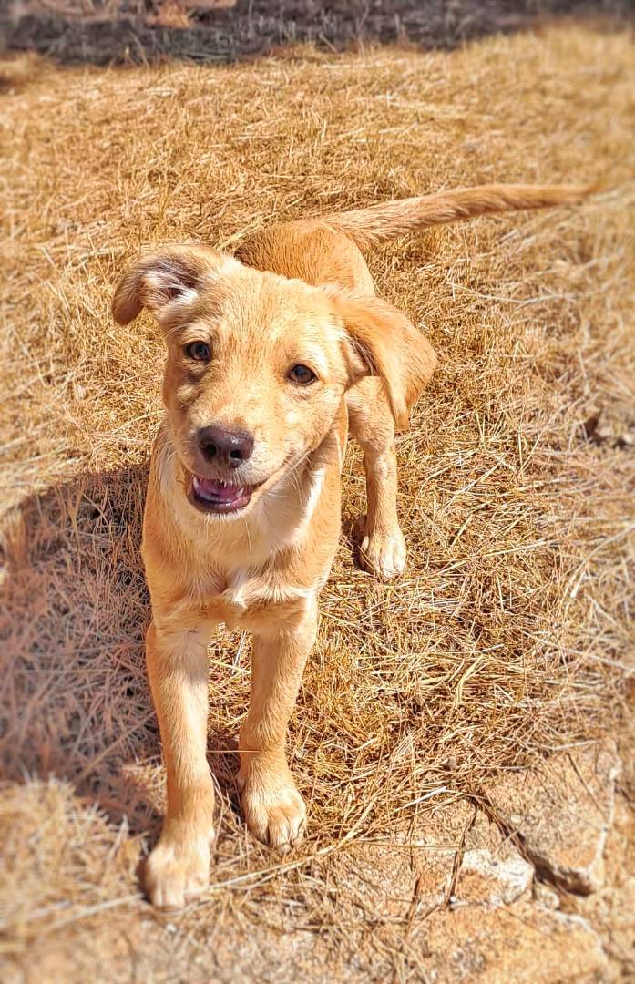 Adotta un cane, maschio, 2 anni e 5 mesi, Crotone