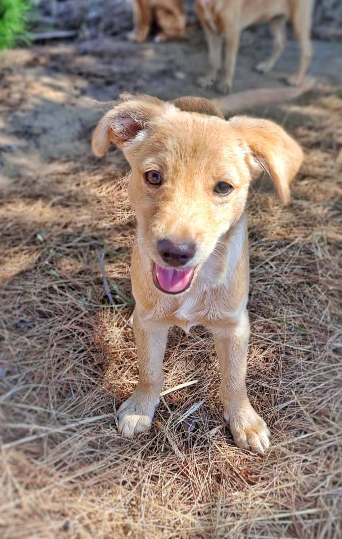 Adotta un cane, taglia media contenuta, maschio, Crotone