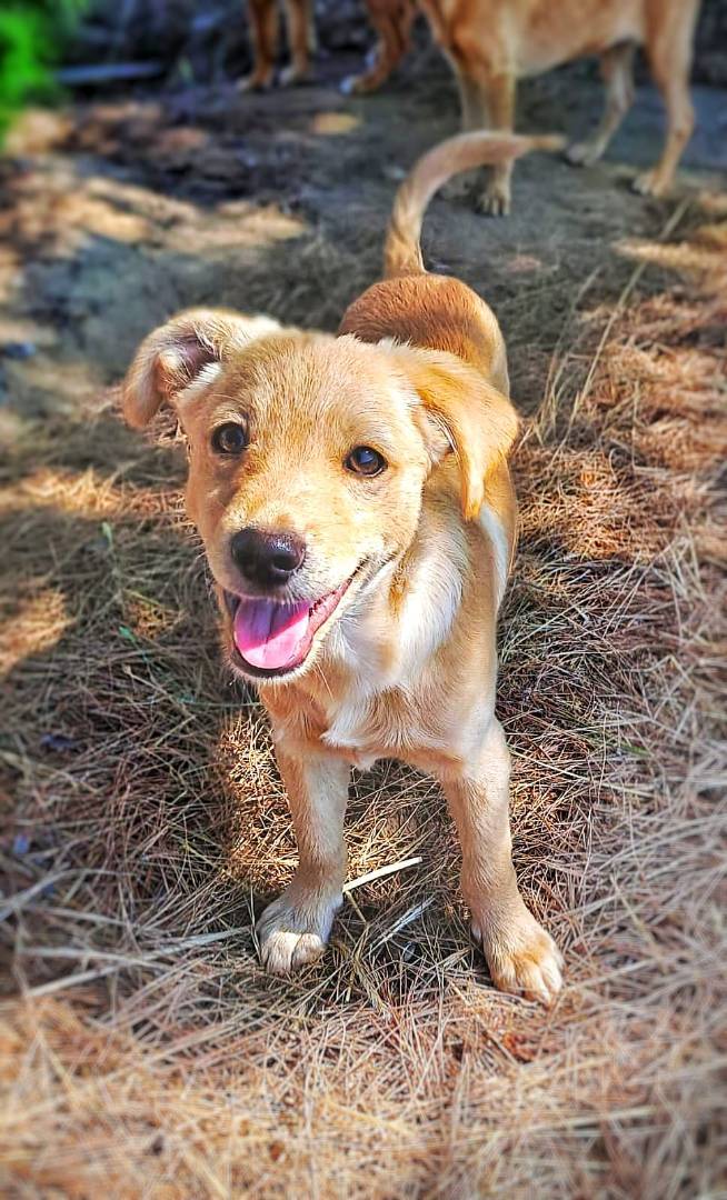 Vuoi adottare un cane a Crotone?