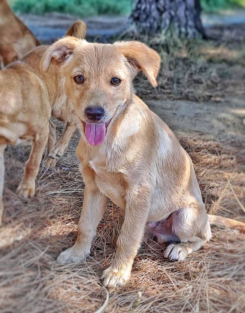 Adotta il cane CRISPY  a Crotone