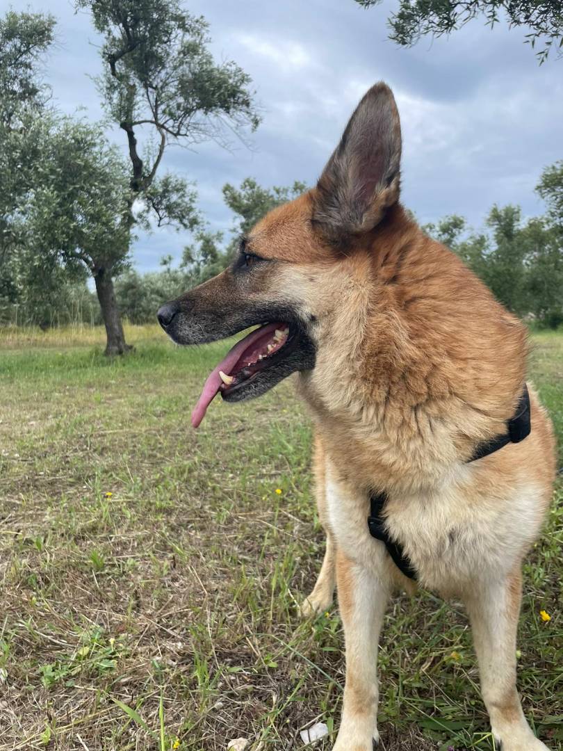 Adotta un cane, femmina, 4 anni  e 8 mesi , Barletta