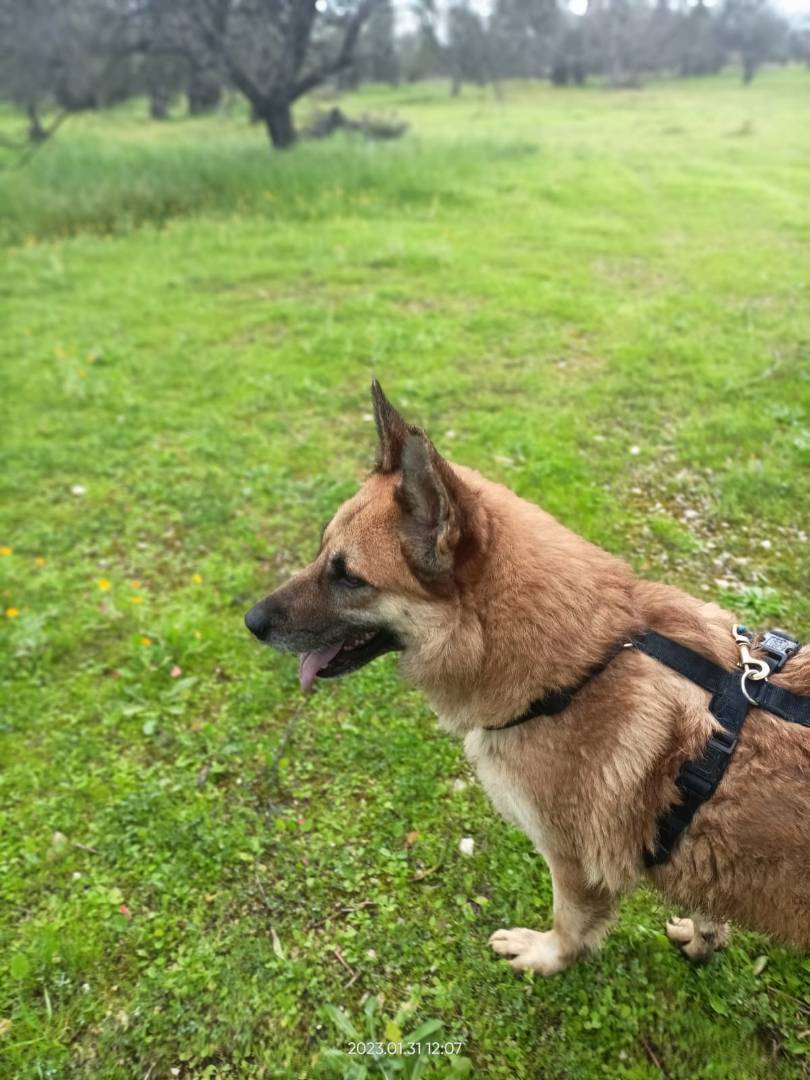 Vuoi adottare un cane a Barletta?