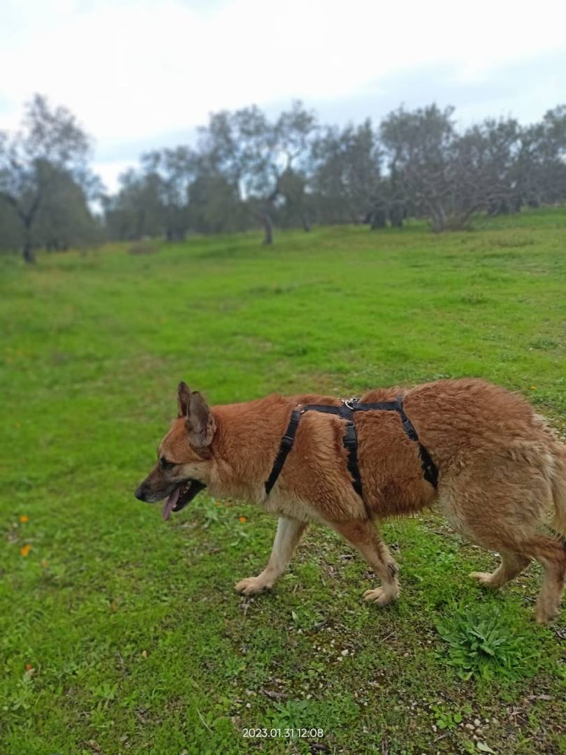 Adotta il cane Summer a Barletta