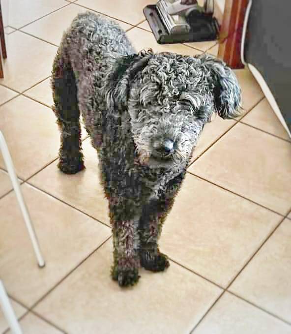 Adotta un cane, maschio, 5 anni e 6 mesi, Pavia