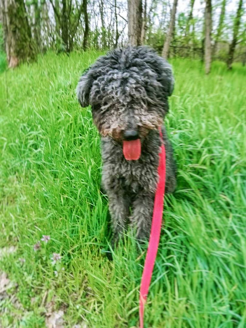 Adotta un cane, taglia media, maschio, Pavia