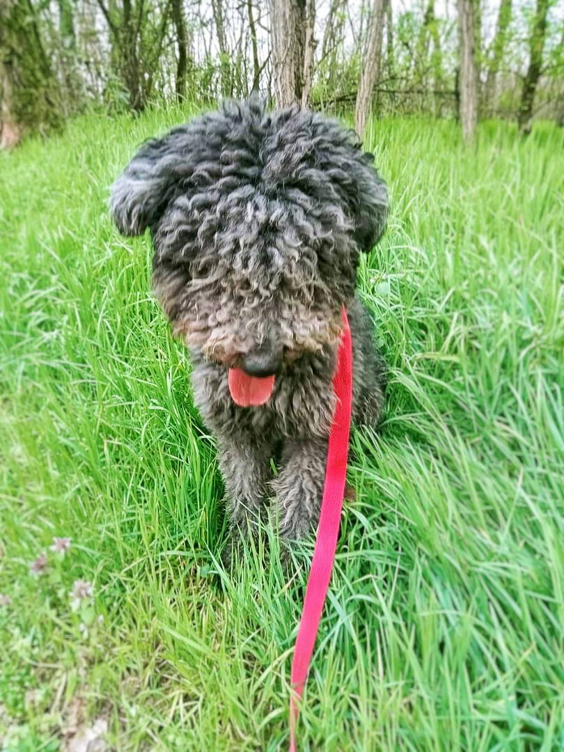 Vuoi adottare un cane a Pavia?