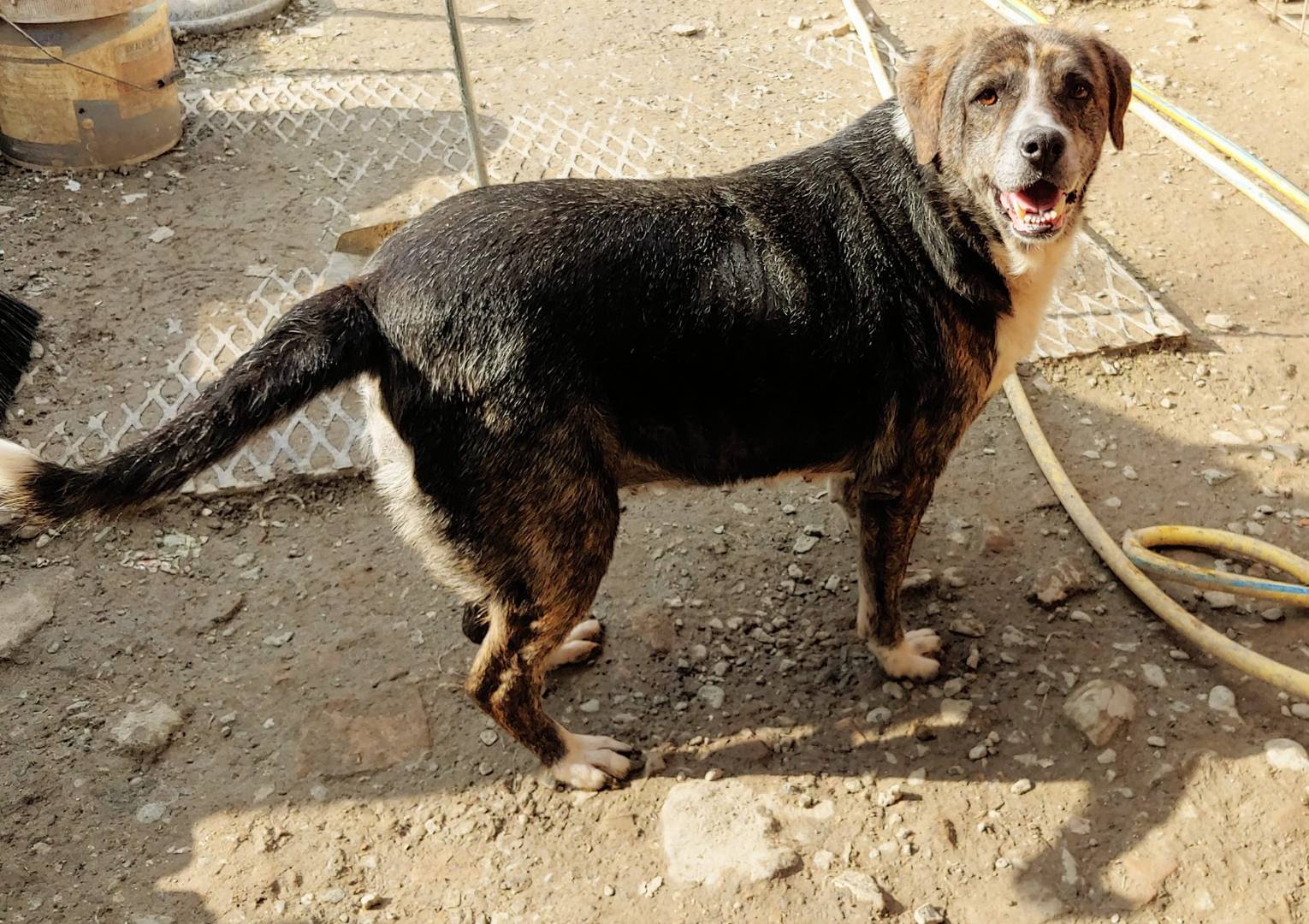Adozione cane, femmina, meticcio, 6 anni  e 2 mesi , taglia media, Messina