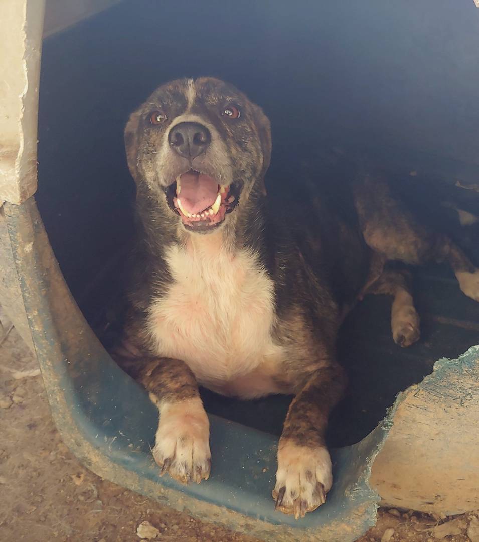 Adotta un cane, femmina, 6 anni  e 2 mesi , Messina