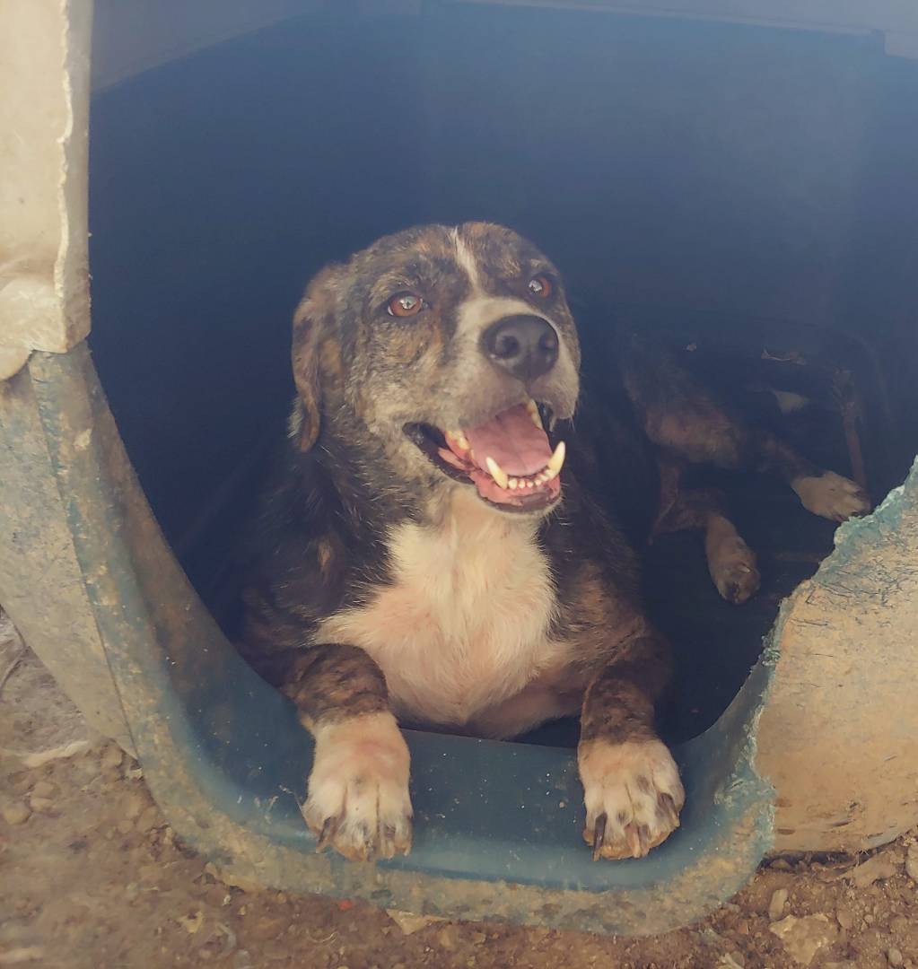 Adotta un cane, taglia media, femmina, Messina