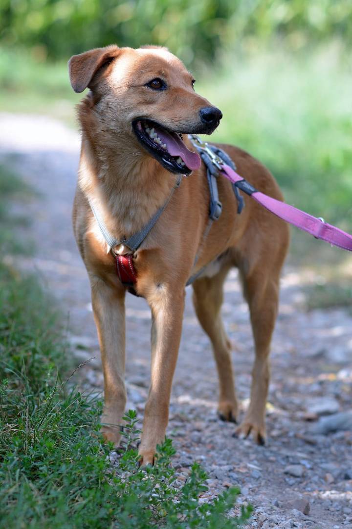 Adotta un cane, maschio, 8 anni  e 11 mesi , Como
