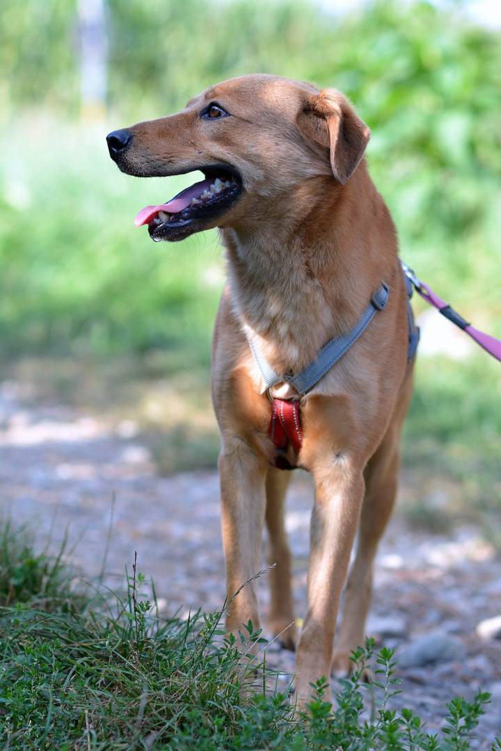 Adotta un cane, taglia media contenuta, maschio, Como