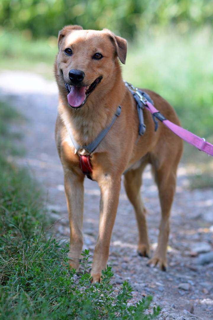 Vuoi adottare un cane a Como?