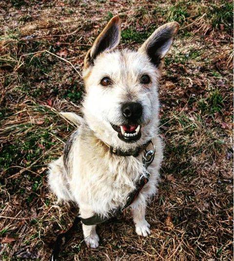 Adotta un cane, femmina, 12 anni  e 7 mesi , Como