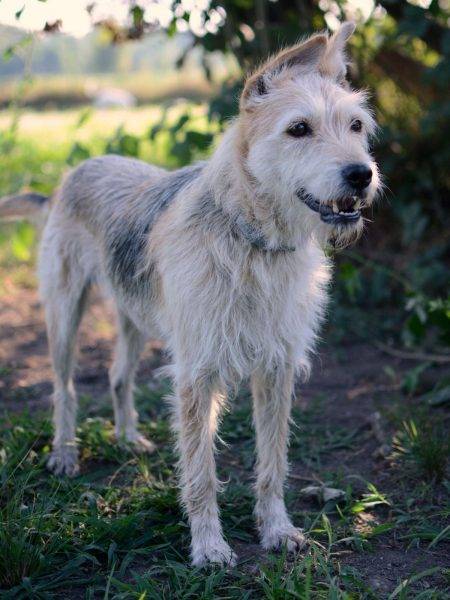 Adotta un cane, taglia media contenuta, femmina, Como