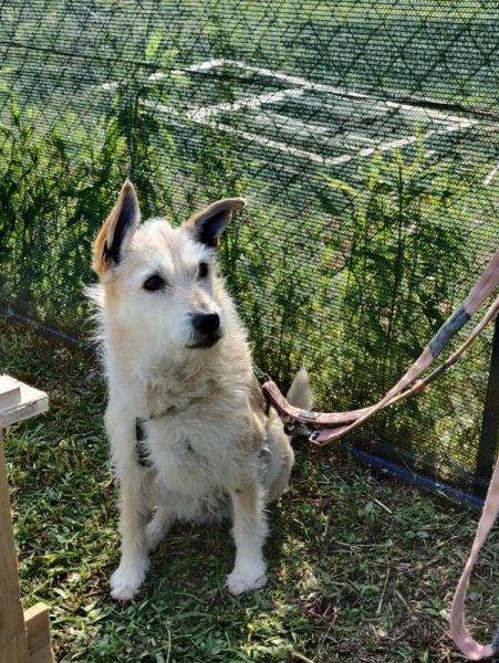 Vuoi adottare un cane a Como?