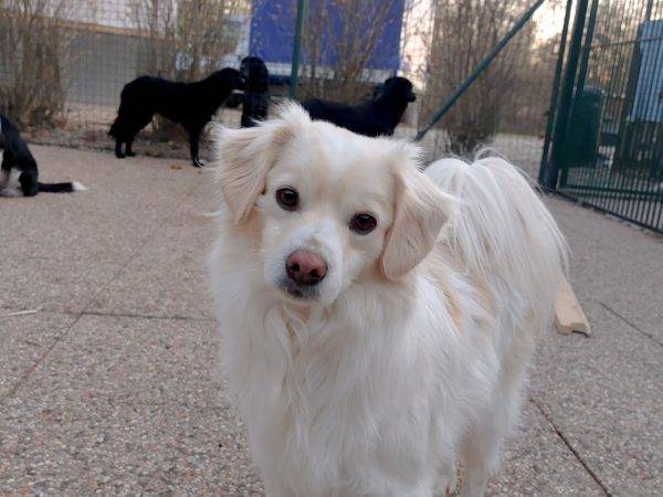 Adozione cane, maschio, meticcio, 6 anni  e 8 mesi , taglia piccola, Como