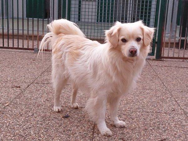 Adotta un cane, maschio, 6 anni  e 8 mesi , Como