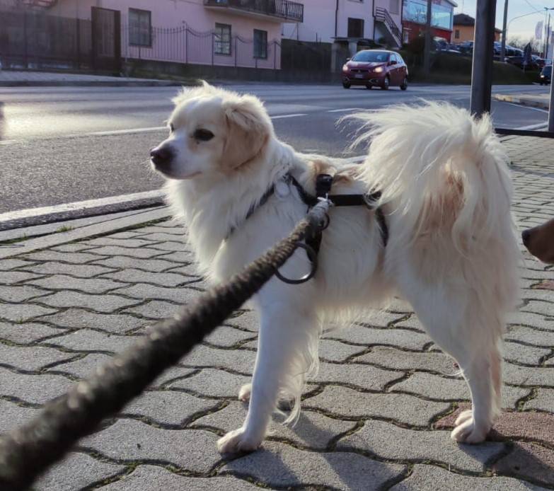 Vuoi adottare un cane a Como?