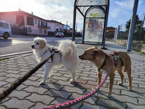 Adotta il cane BERNIE a Como