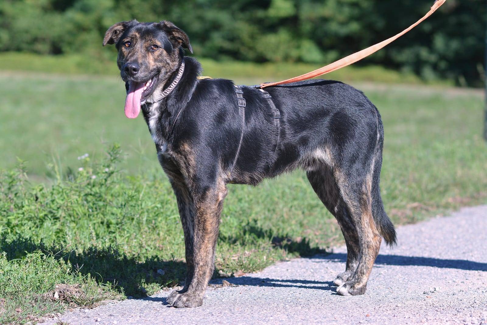 Adotta un cane, maschio, 4 anni , Como
