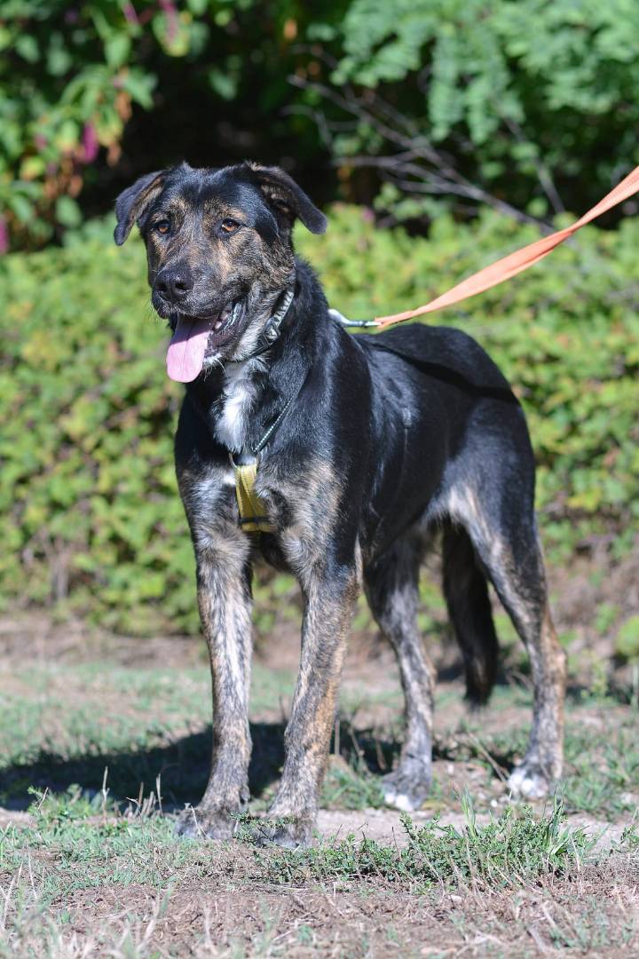 Adotta un cane, taglia media, maschio, Como