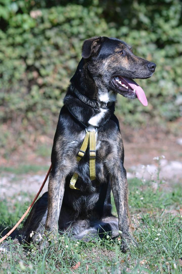 Adotta il cane BOH a Como