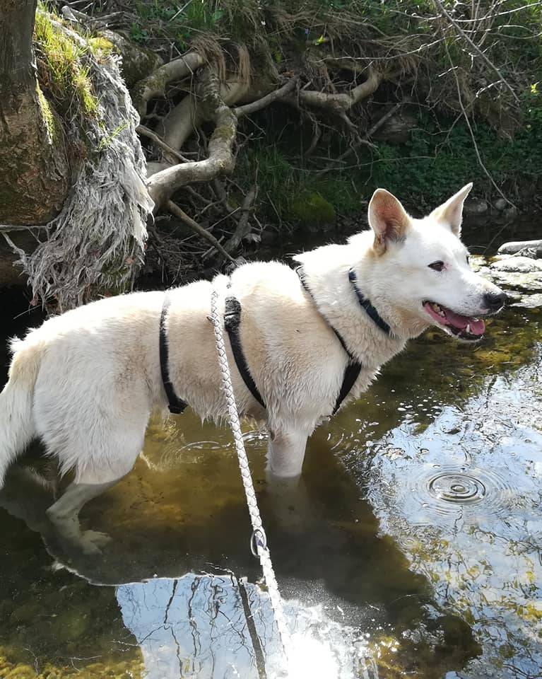 Adotta un cane, femmina, 6 anni  e 3 mesi , Como