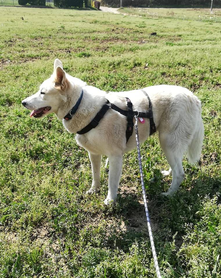 Adotta un cane, taglia media, femmina, Como