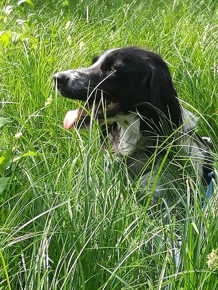 Adotta un cane, maschio, 11 anni  e 6 mesi , Como