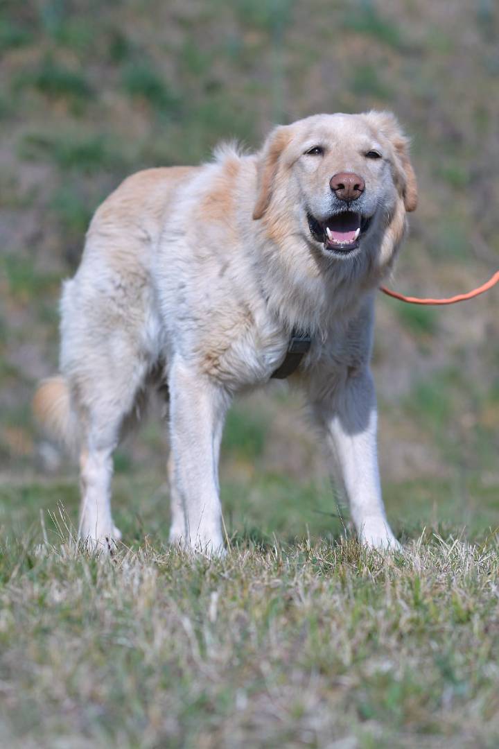 Adotta un cane, taglia media, maschio, Como